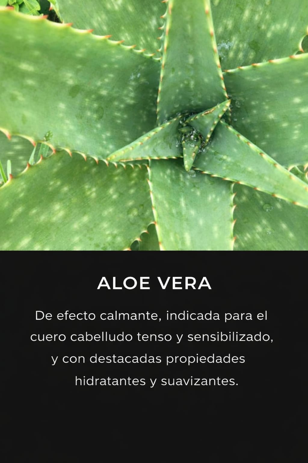 ELGON - OXIDANTE, OXI CREAM - Imagen 2